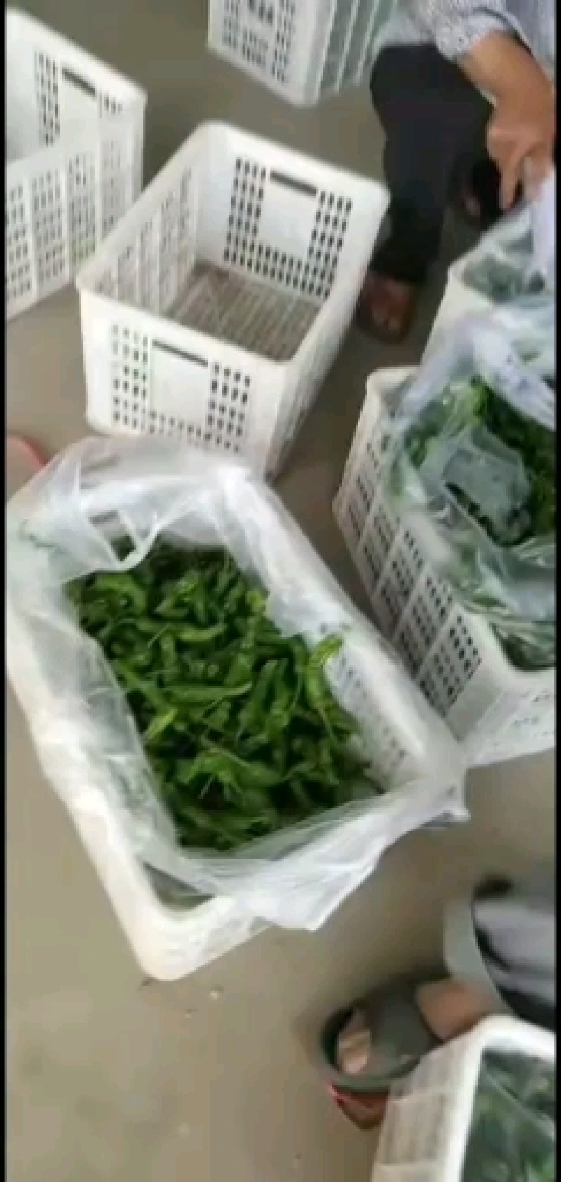 大栅青椒线椒萝丝椒邹皮辣椒