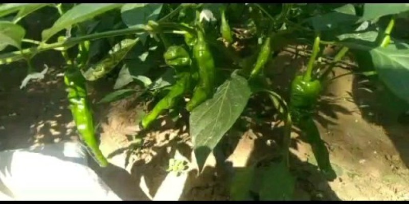 大栅青椒线椒萝丝椒邹皮辣椒