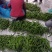 大栅青椒线椒萝丝椒邹皮辣椒