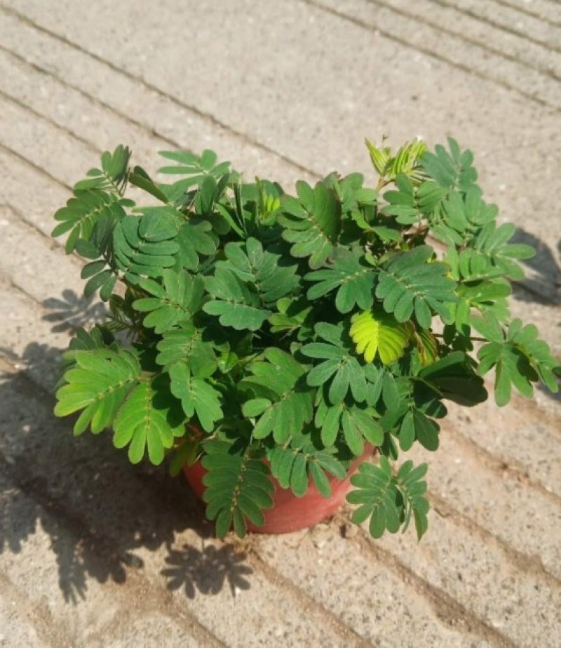 含羞草盆栽植物室内小盆栽办公室常青害羞草儿童趣味绿植