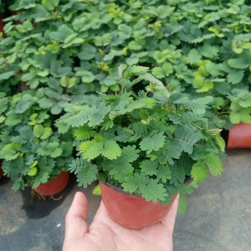 含羞草盆栽植物室内小盆栽办公室常青害羞草儿童趣味绿植