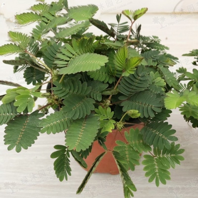 含羞草盆栽植物室内小盆栽办公室常青害羞草儿童趣味绿植