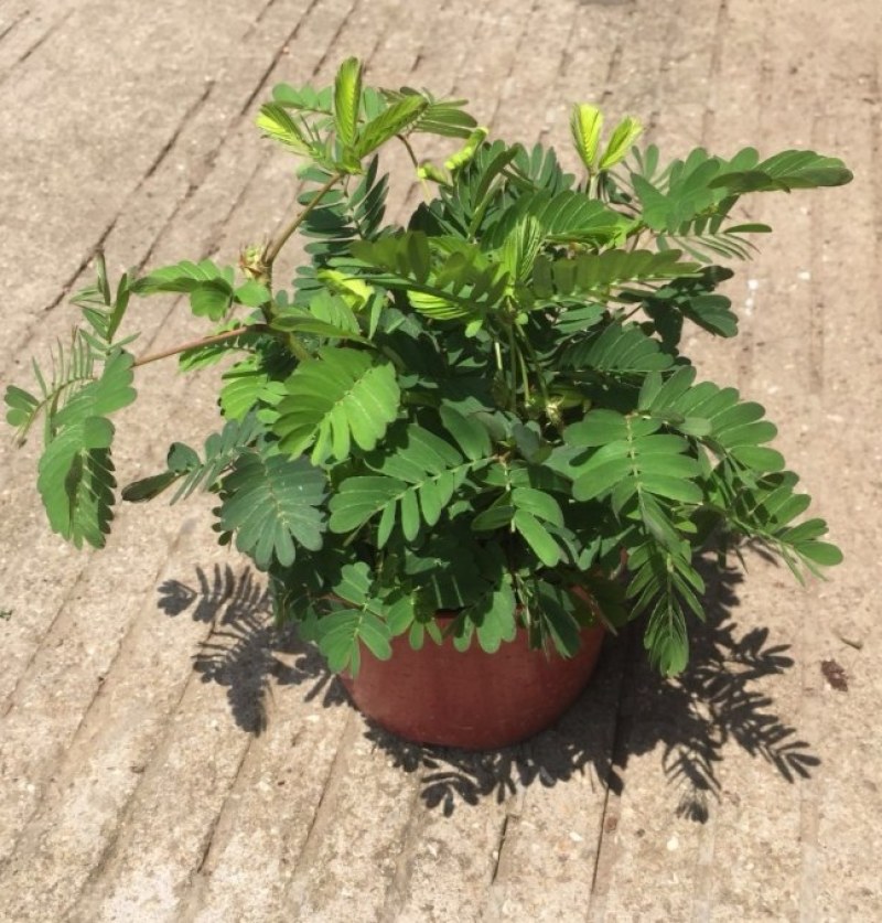 含羞草盆栽植物室内小盆栽办公室常青害羞草儿童趣味绿植