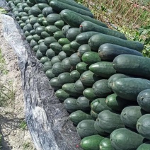 吊冬瓜，金秋季节大量上市。