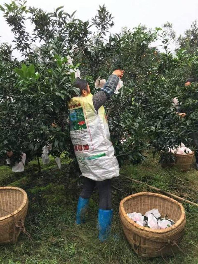 资中耙耙柑，对接市场电商团购商超，皮薄多汁