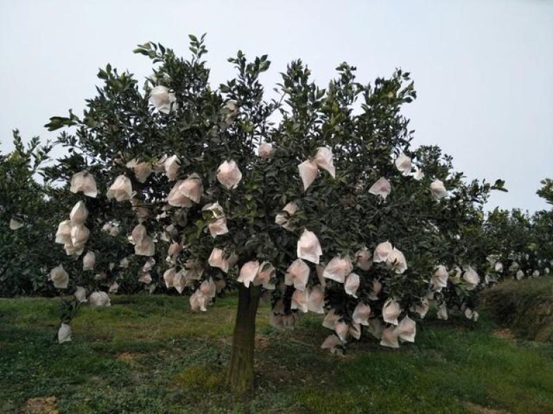 资中耙耙柑，对接市场电商团购商超，皮薄多汁