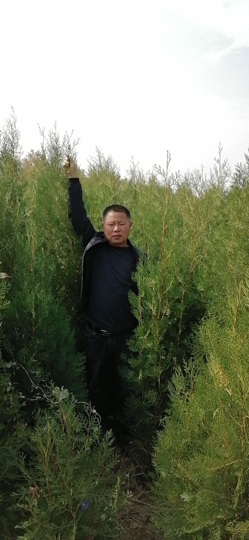 侧柏苗30~40cm二百万，一米五到三米有量价低质优