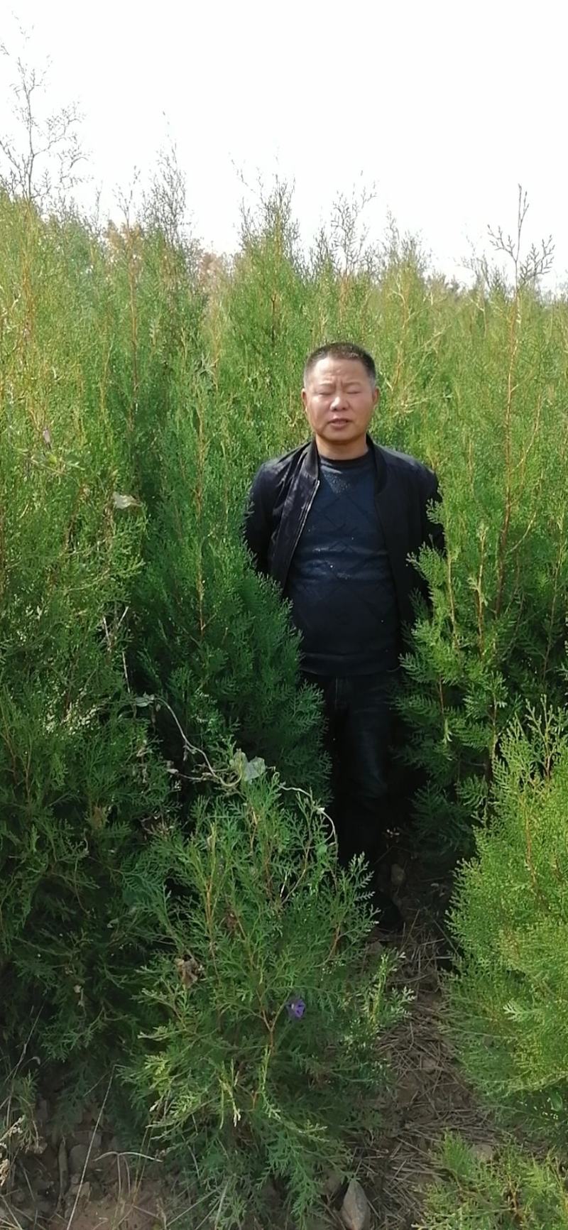 侧柏苗30~40cm二百万，一米五到三米有量价低质优