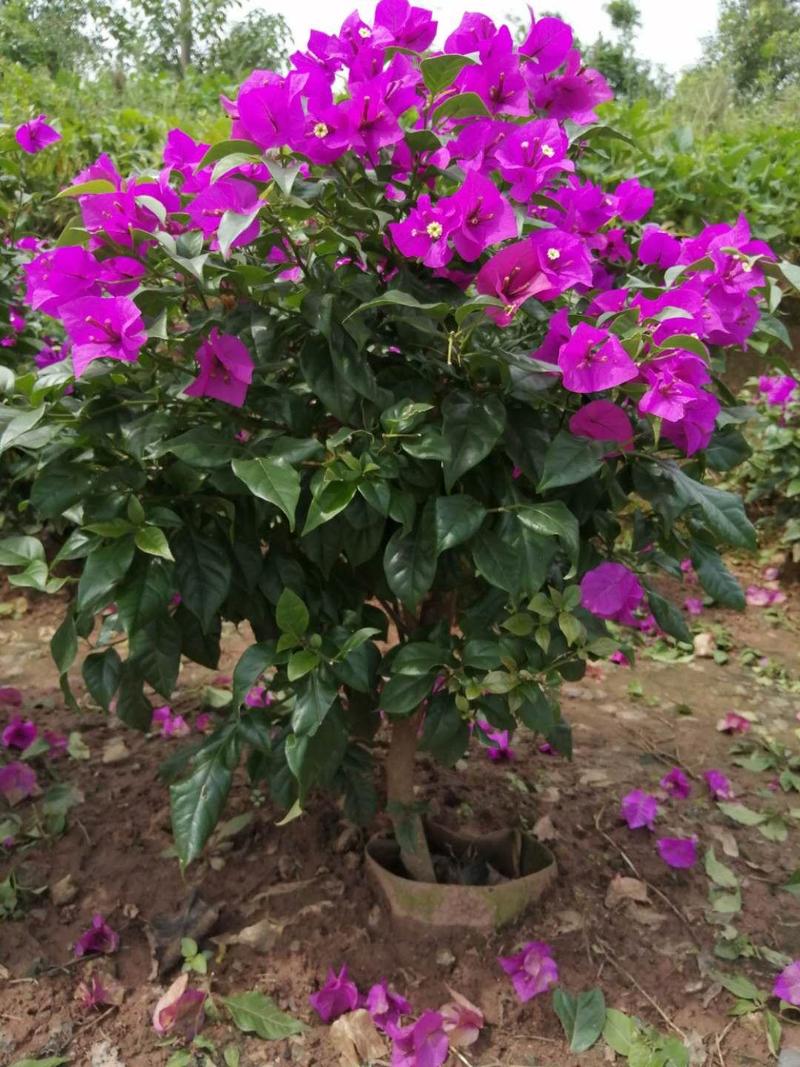 四川宜宾精品三角梅小笼子紫花(安格斯）成活率高
