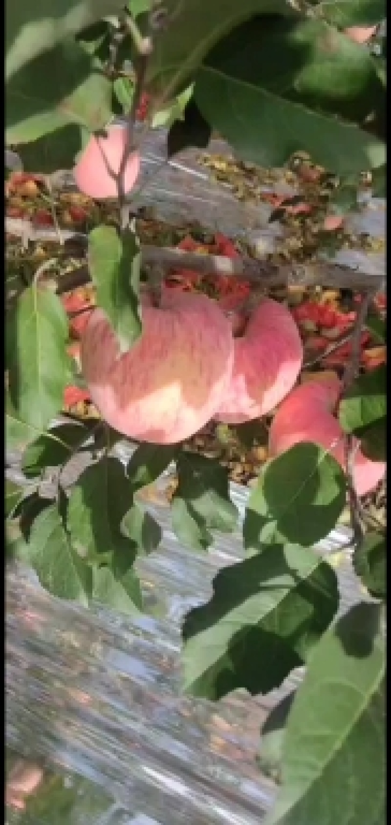 纸袋红富士苹果产地洛川红富士苹果代购代销，水晶红富士