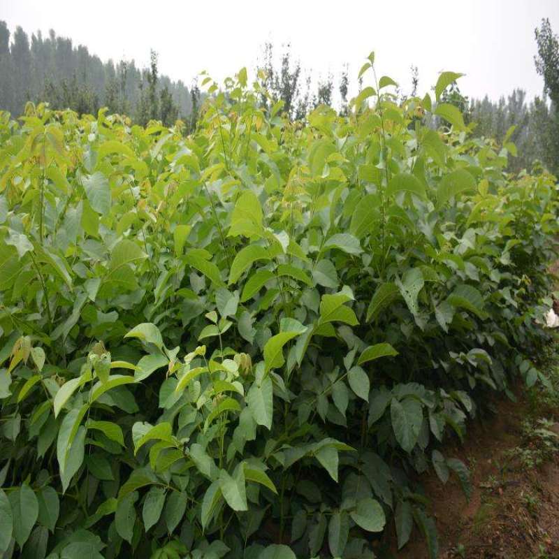 核桃苗纸皮薄皮香玲8518核桃苗品种齐全现挖