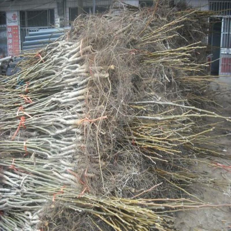 核桃苗纸皮薄皮香玲8518核桃苗品种齐全现挖
