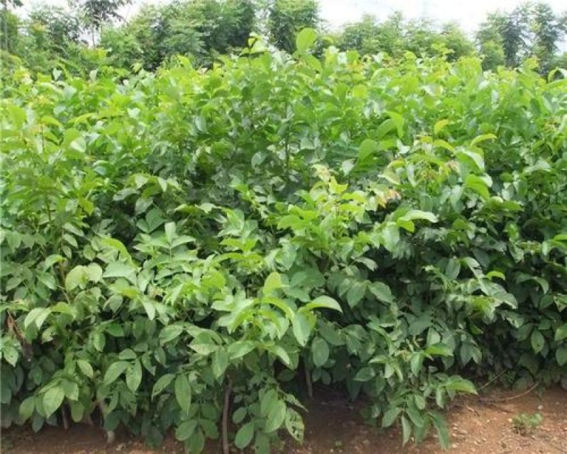 核桃苗纸皮薄皮香玲8518核桃苗品种齐全现挖