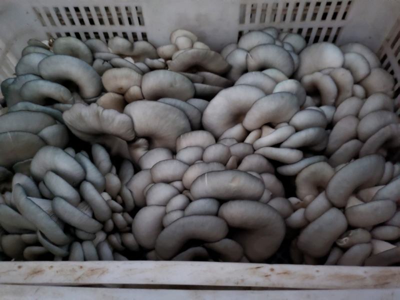 山东小叶黑平菇蘑菇产地直发直供市场商超电商
