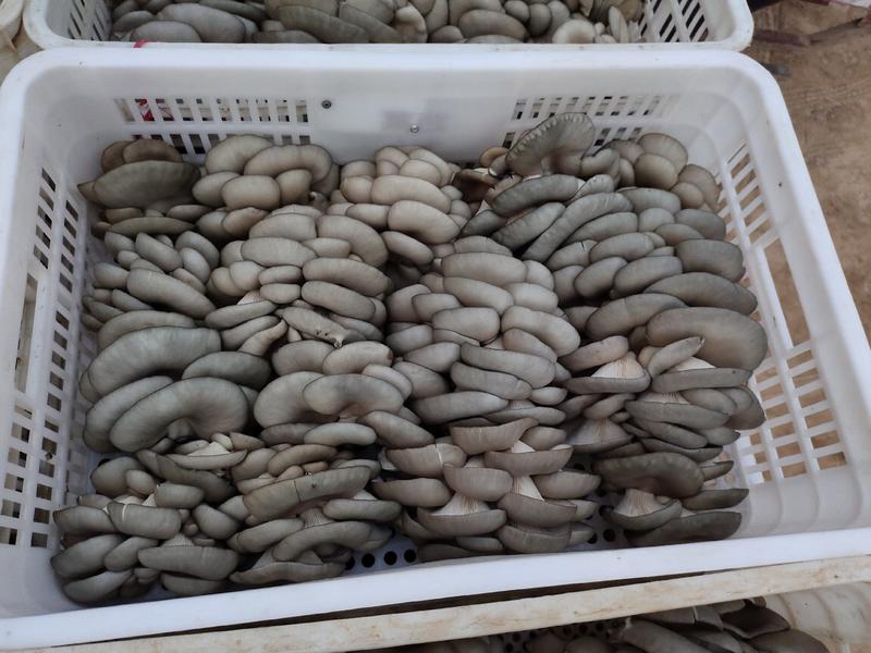 聊城平菇蘑菇大量上市质优价廉，代收代发全国各地