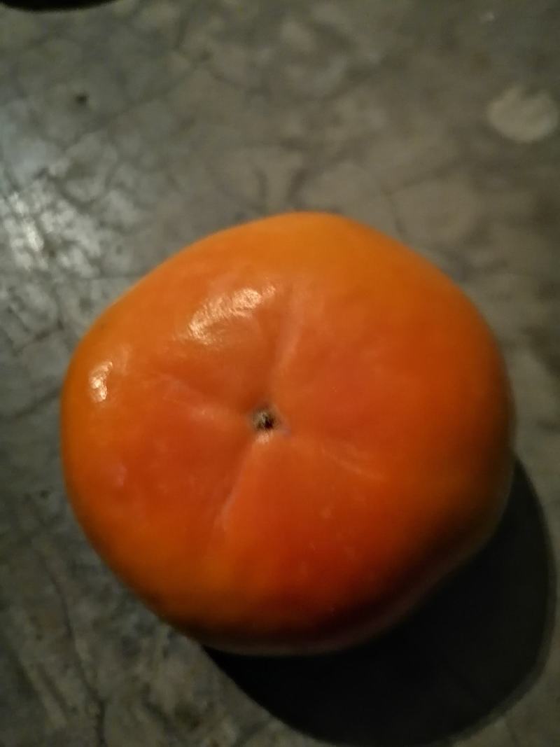 阳丰甜柿子树苗80~100cm年产十万到二十万，品种纯