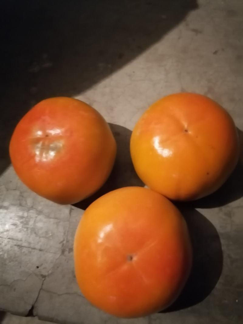 阳丰甜柿子树苗80~100cm年产十万到二十万，品种纯
