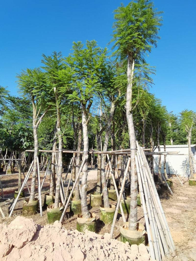 出售蓝花楹光杆，骨架12-20分，需要老板联系