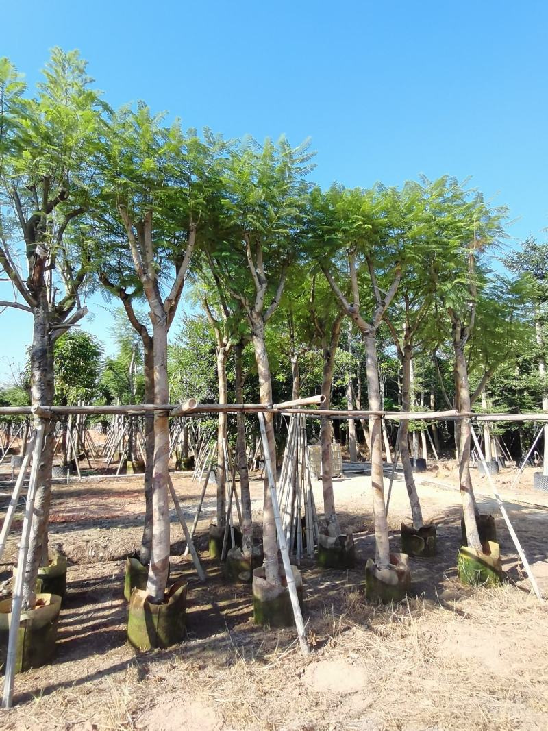 出售蓝花楹光杆，骨架12-20分，需要老板联系