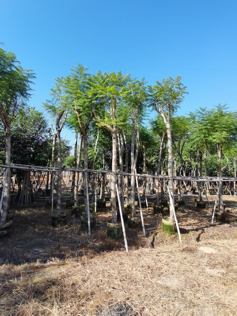 出售蓝花楹光杆，骨架12-20分，需要老板联系