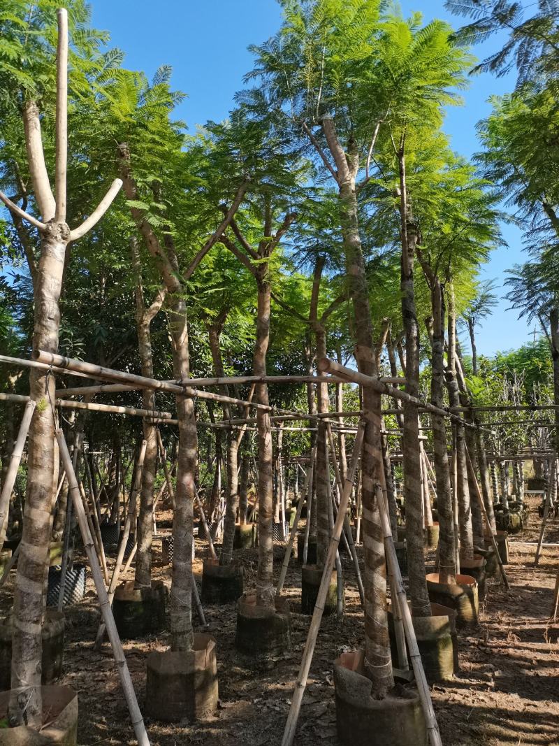 出售蓝花楹光杆，骨架12-20分，需要老板联系