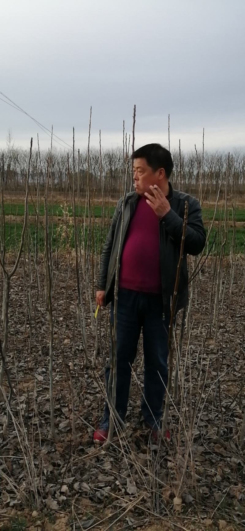 辽核1号核桃苗1~2年量大，苗纯苗壮，年产量5O万
