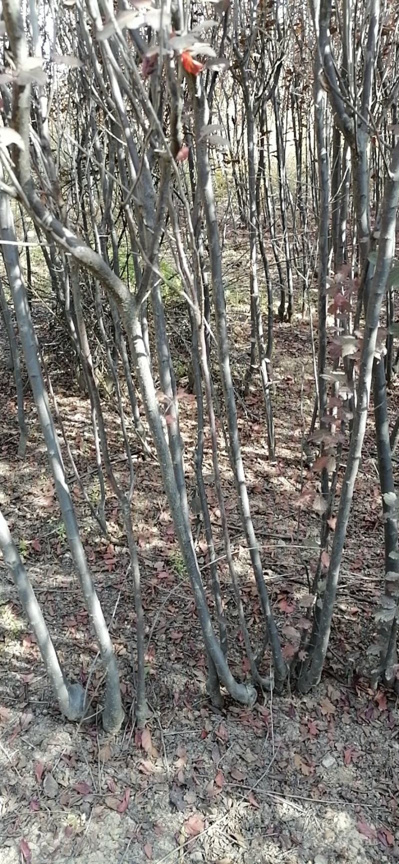 辽核1号核桃苗1~2年量大，苗纯苗壮，年产量5O万