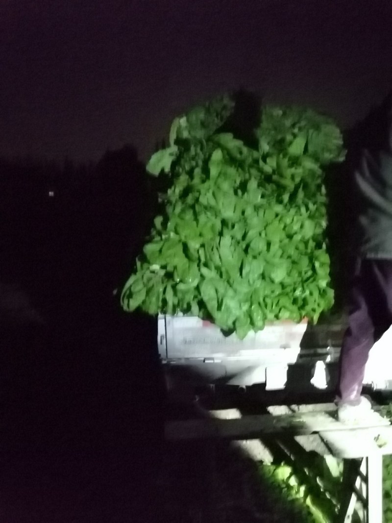 竹筒青莴笋品质新鲜上市基地直发走车价
