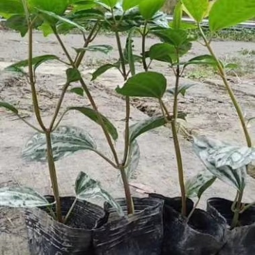大量出售各规格精品冷水花，保质保量，规格齐全