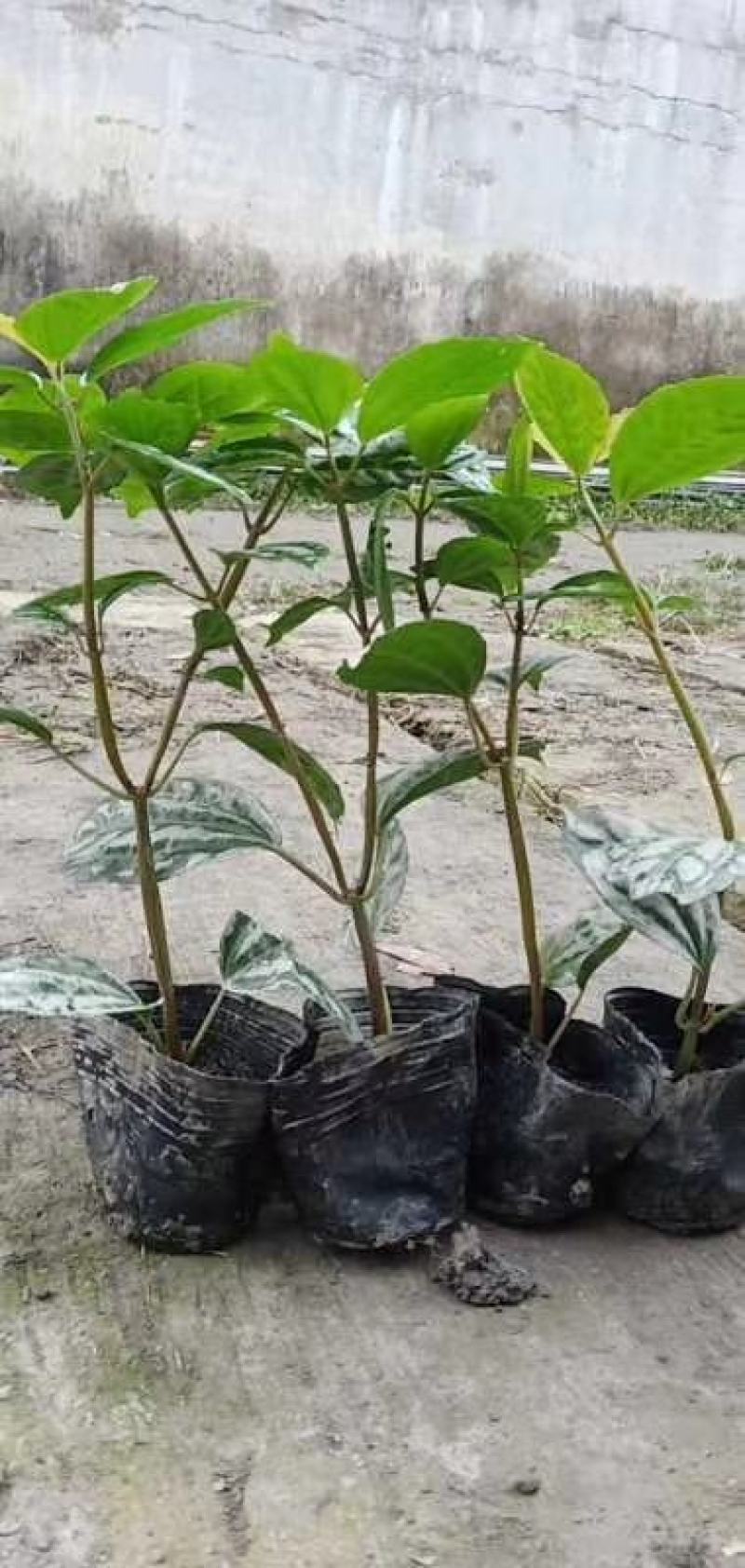 大量出售各规格精品冷水花，保质保量，规格齐全