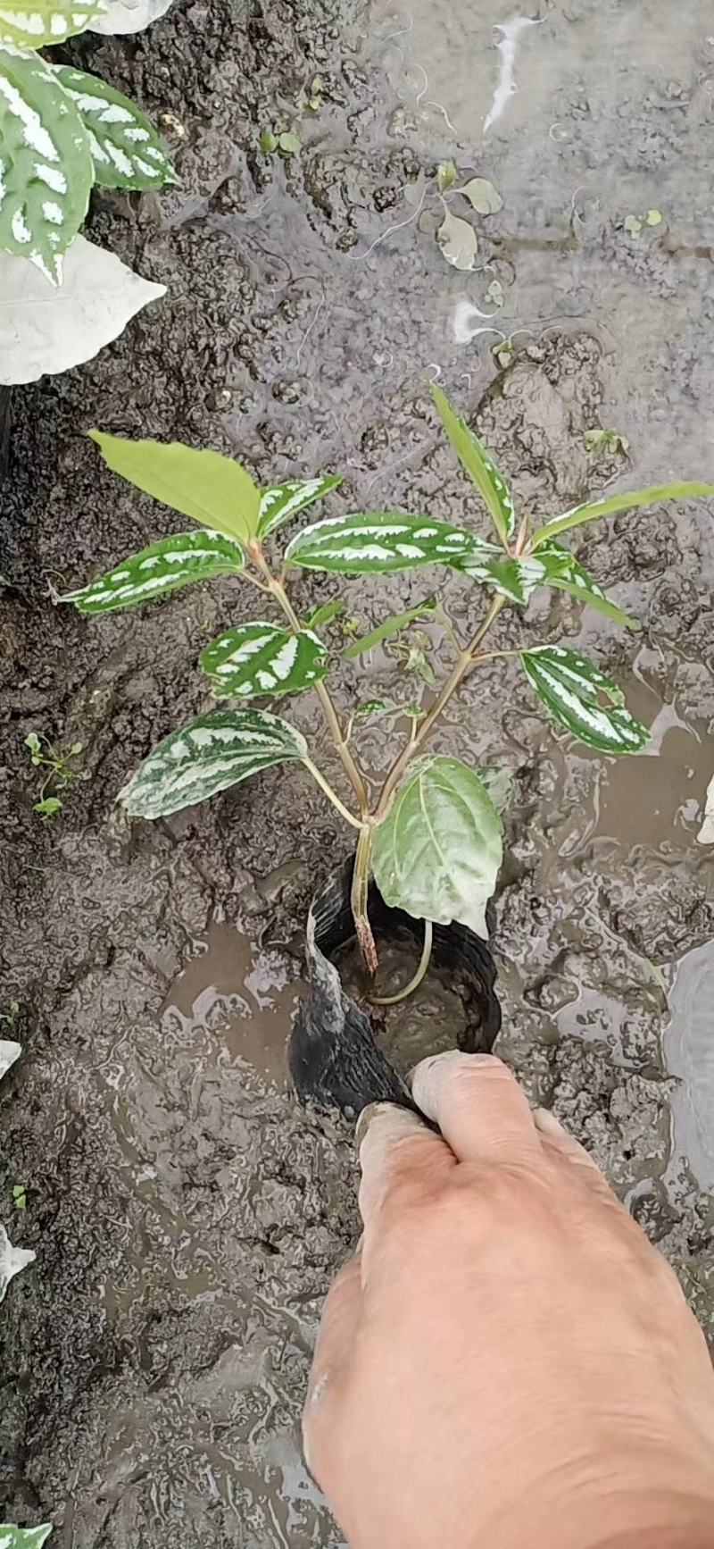 大量出售各规格精品冷水花，保质保量，规格齐全