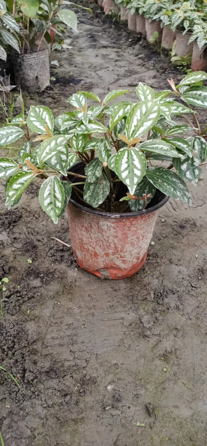 大量出售各规格精品冷水花，保质保量，规格齐全