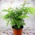绿植花卉耐阴水培铁线蕨盆栽铁丝草多年生常绿草本观叶绿植