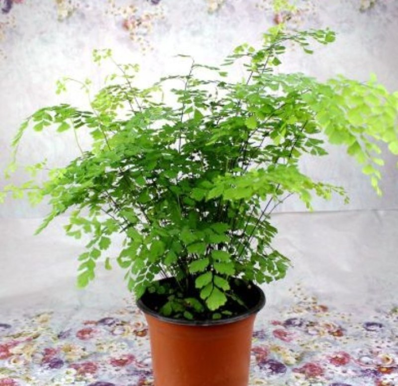 绿植花卉耐阴水培铁线蕨盆栽铁丝草多年生常绿草本观叶绿植