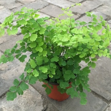 绿植花卉耐阴水培铁线蕨盆栽铁丝草多年生常绿草本观叶绿植