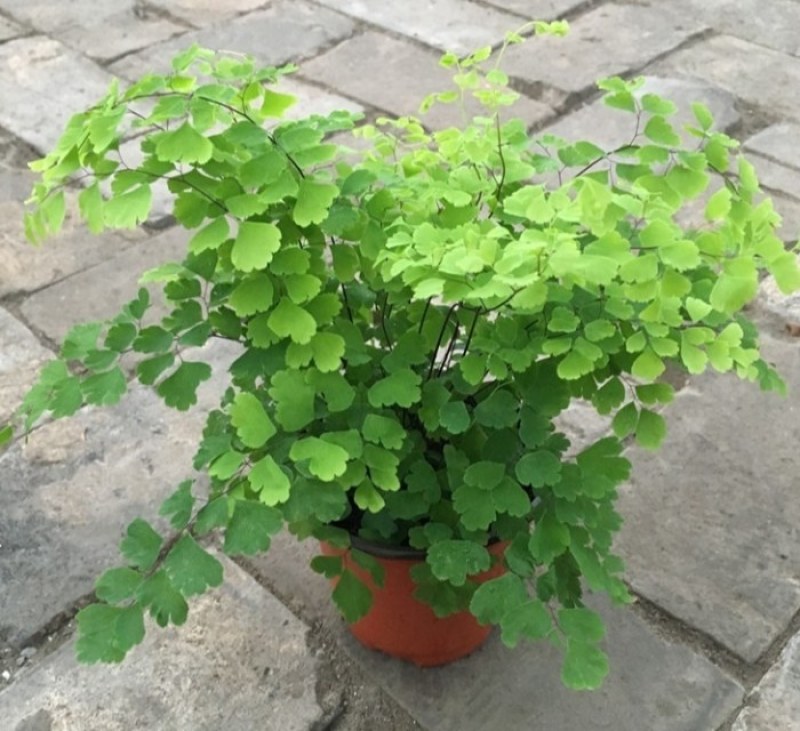 绿植花卉耐阴水培铁线蕨盆栽铁丝草多年生常绿草本观叶绿植