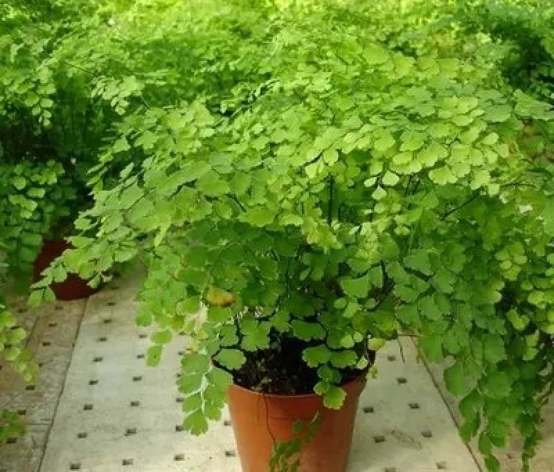 绿植花卉耐阴水培铁线蕨盆栽铁丝草多年生常绿草本观叶绿植