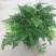绿植花卉耐阴水培铁线蕨盆栽铁丝草多年生常绿草本观叶绿植
