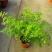 绿植花卉耐阴水培铁线蕨盆栽铁丝草多年生常绿草本观叶绿植