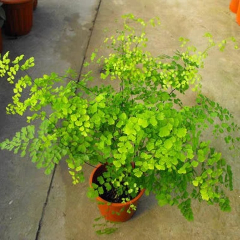 绿植花卉耐阴水培铁线蕨盆栽铁丝草多年生常绿草本观叶绿植