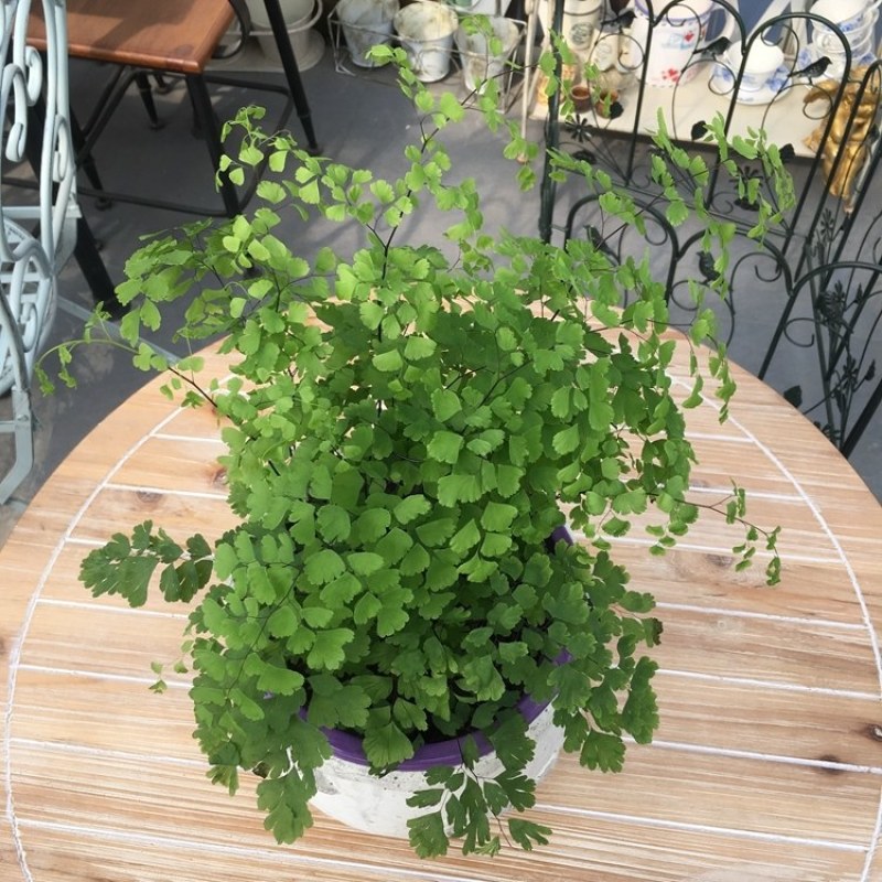 绿植花卉耐阴水培铁线蕨盆栽铁丝草多年生常绿草本观叶绿植