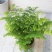 绿植花卉耐阴水培铁线蕨盆栽铁丝草多年生常绿草本观叶绿植