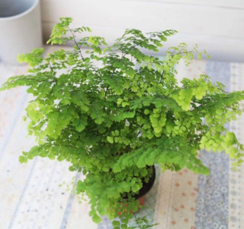 绿植花卉耐阴水培铁线蕨盆栽铁丝草多年生常绿草本观叶绿植