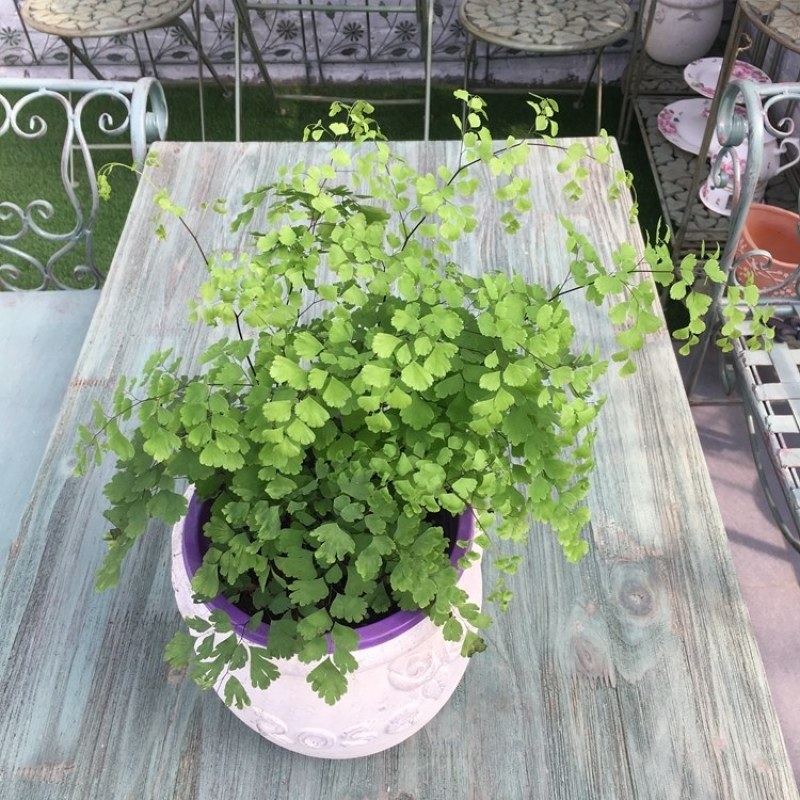 绿植花卉耐阴水培铁线蕨盆栽铁丝草多年生常绿草本观叶绿植