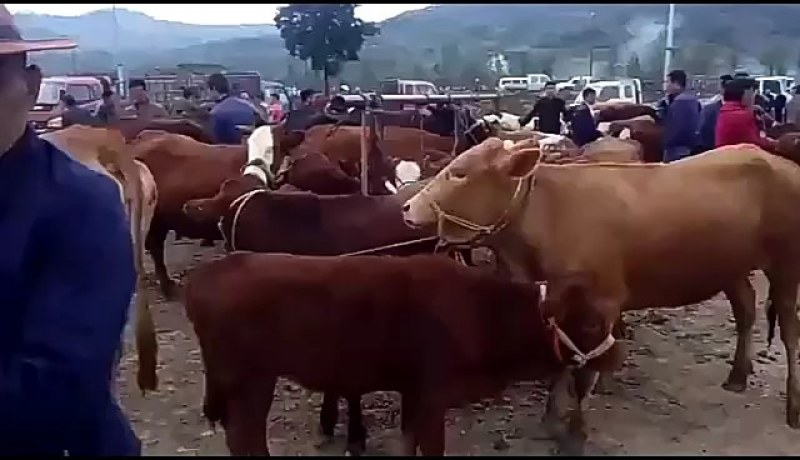 出售肉牛西门塔尔。夏洛莱，秦川，肉质肥美，诚信经营长期供