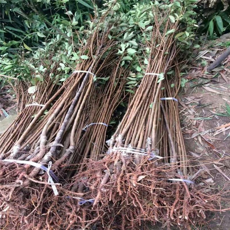 李子苗黑布林恐龙蛋蜂糖李品种齐全现挖现发