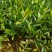 【栀子花苗】小叶栀子花杯苗，栀子花地苗，小叶栀，工程用苗