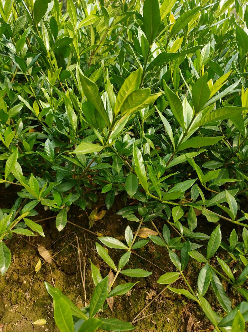 【栀子花苗】小叶栀子花杯苗，栀子花地苗，小叶栀，工程用苗