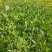 【栀子花苗】小叶栀子花杯苗，栀子花地苗，小叶栀，工程用苗