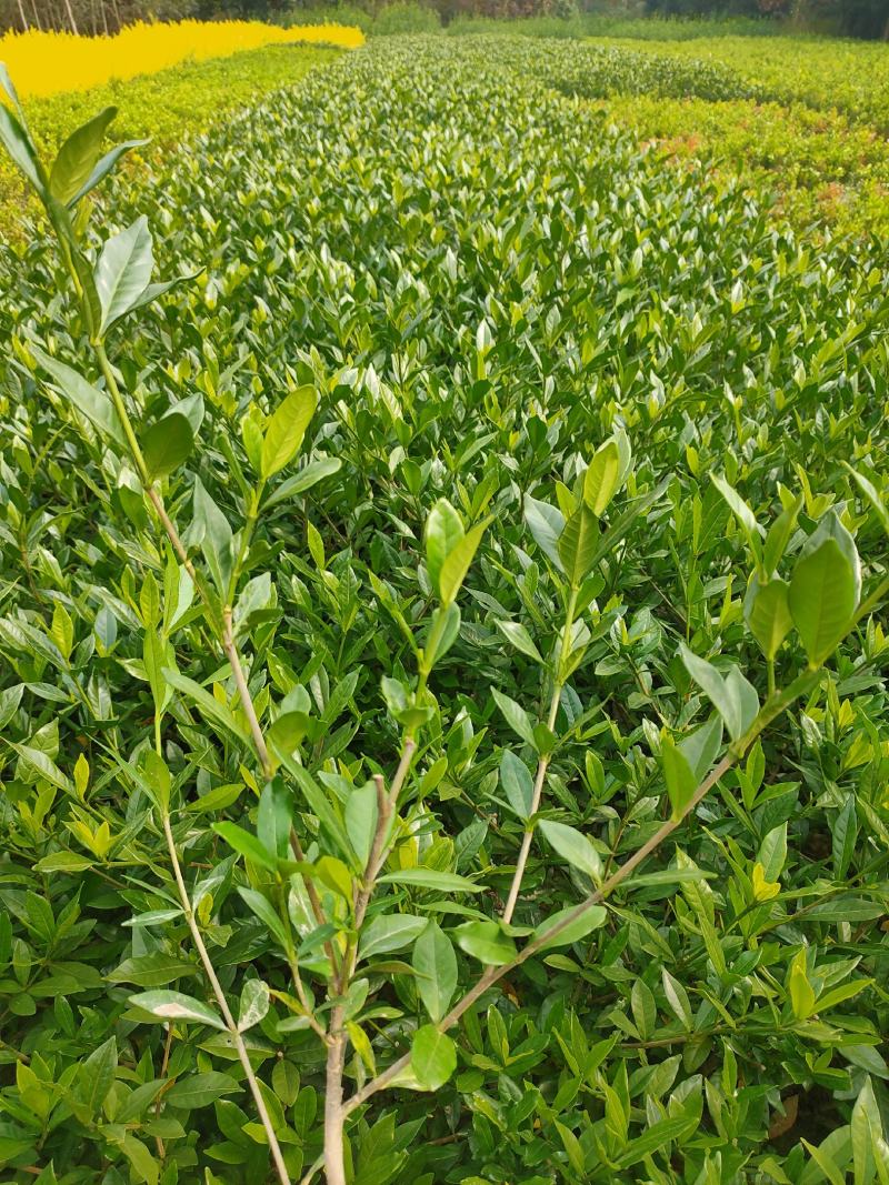 【栀子花苗】小叶栀子花杯苗，栀子花地苗，小叶栀，工程用苗